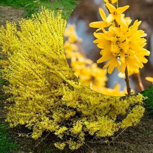 Forsythia 'Maluch' - Värdforsüütia 'Maluch' P13/1L  